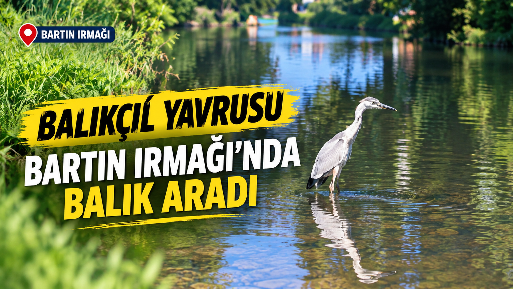 Balıkçıl Yavrusu Bartın Irmağı’nda Balık Aradı