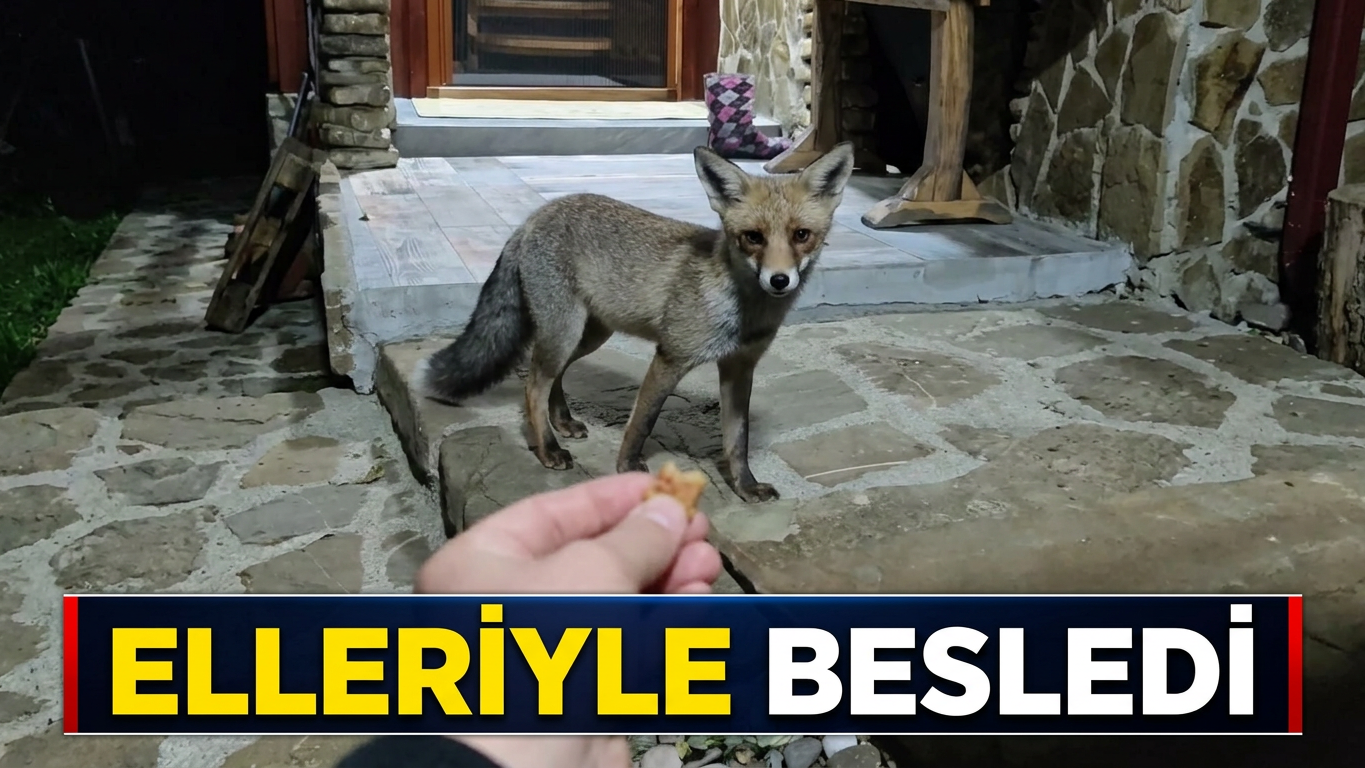 Bahçesine gelen tilkiyi elleriyle besledi