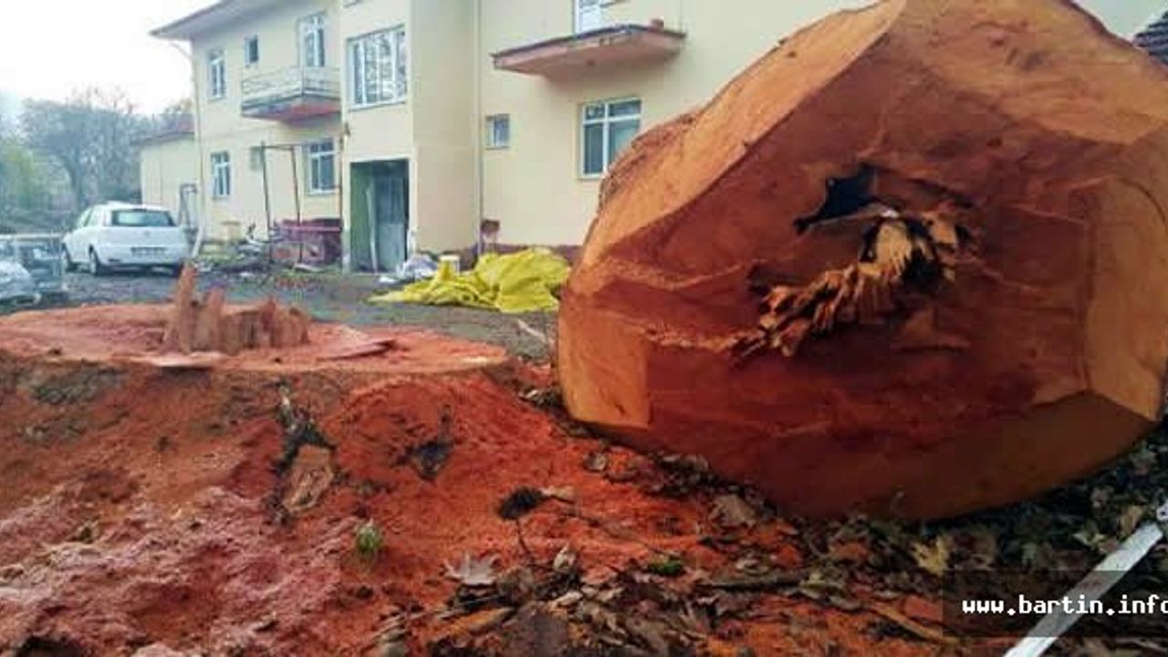 60 Yıllık Çınarlar Kesildi, Gerekçe İlginç