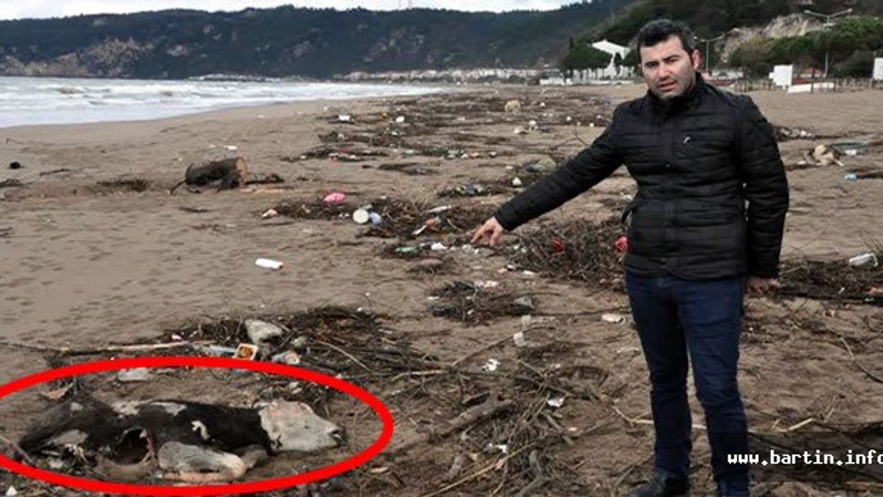 İnkumu Sahilinde İnek Leşi, TV, Tampon