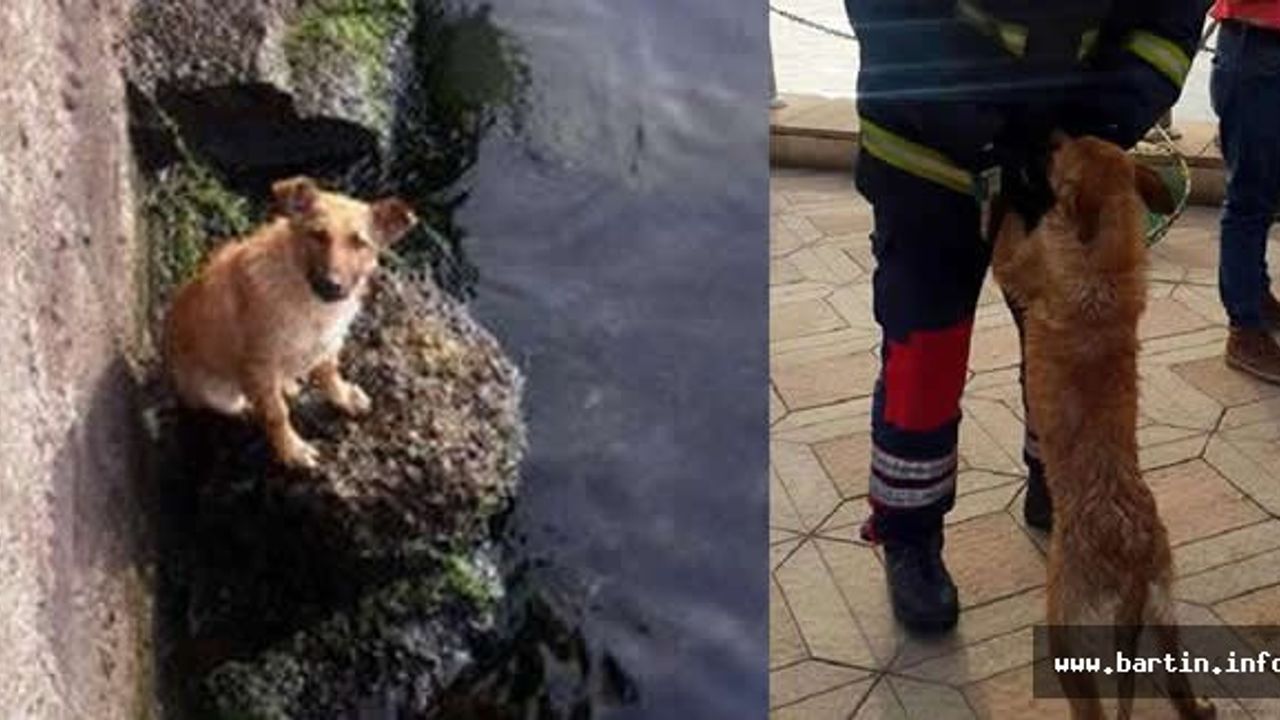 İtfaiye, denizde mahsur kalan köpeği kurtardı