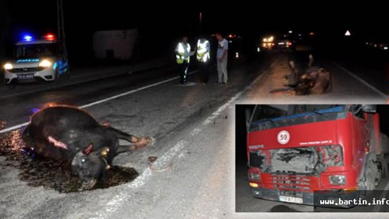 TIR'ın çarptığı 3 manda telef oldu