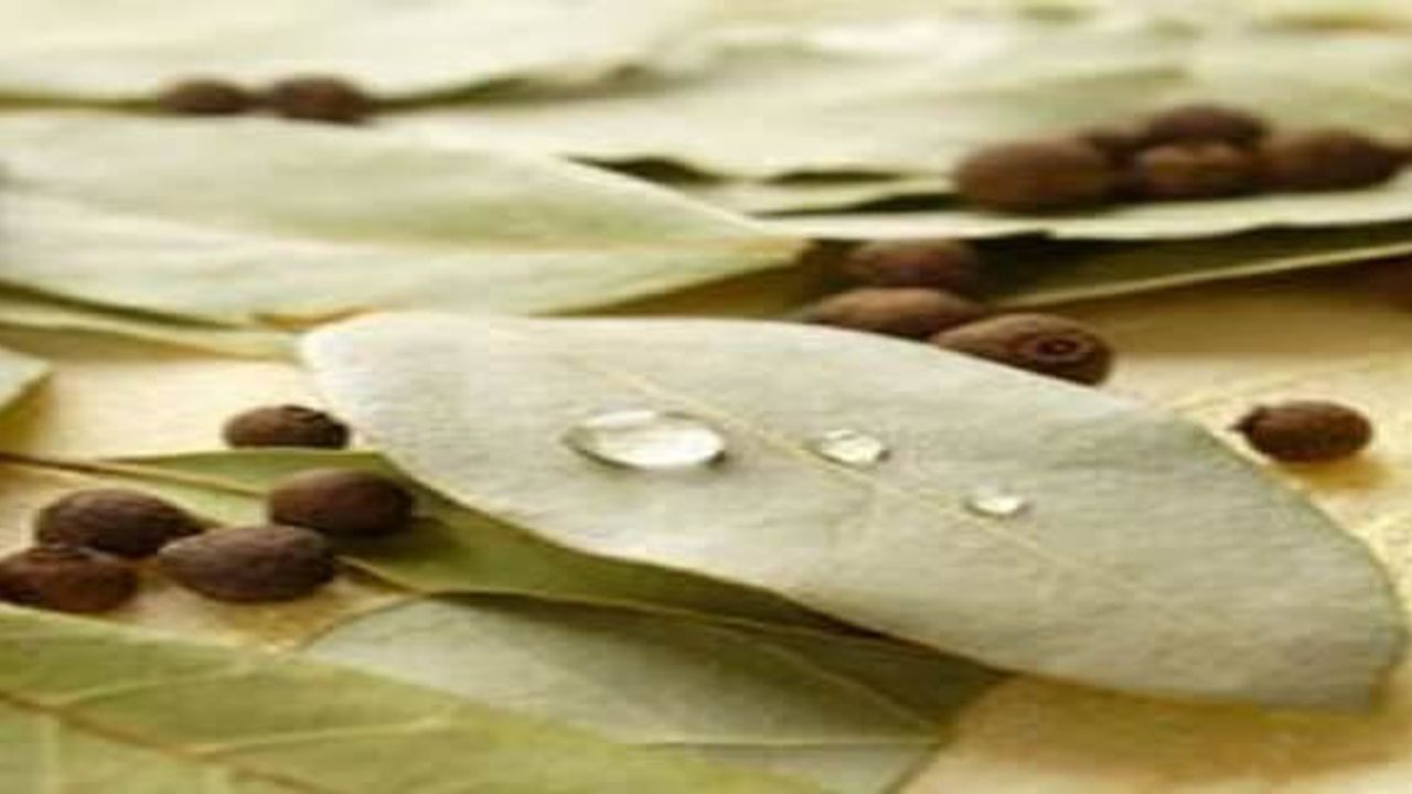 Yalçınkaya'dan Defne Yaprağı Kurutma Tesisi’ne ziyaret