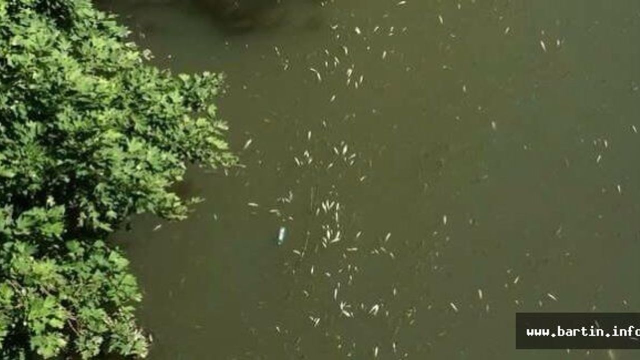 Bartın Irmağı'nda Toplu Balık Ölümleri