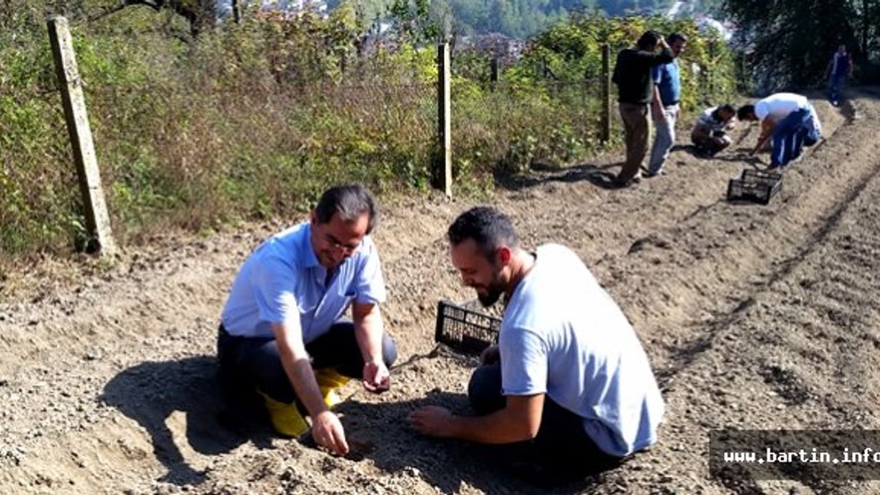 Bartın'da Safran'dan Sonra Salep