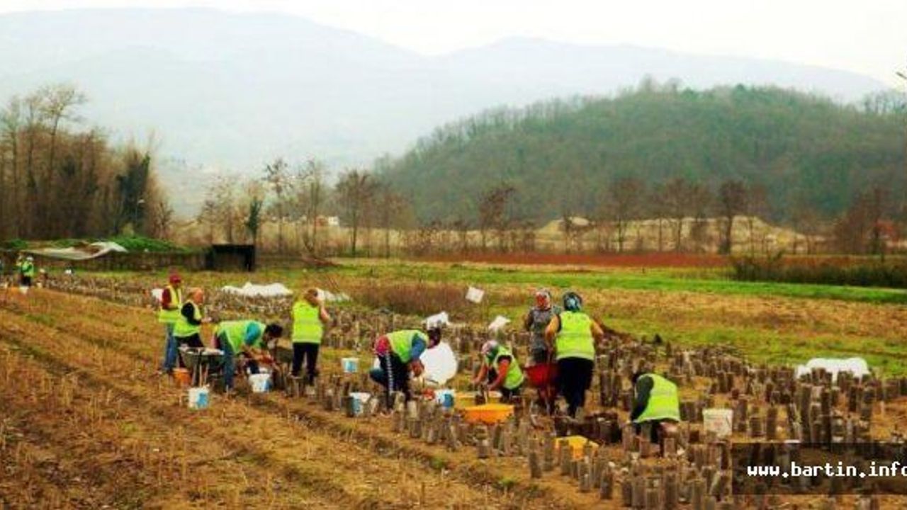 2 milyon 500 bin fidan üretildi