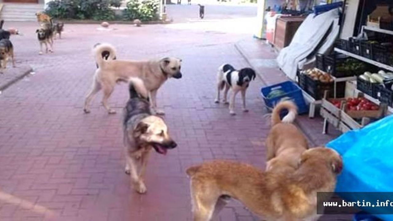 Sokak köpekleri Turistleri Korkutuyor