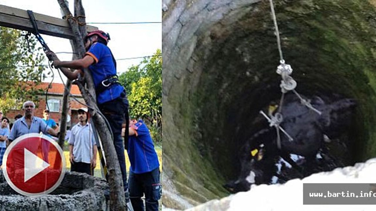Kuyuya düşen ineğin imdadına AFAD yetişti