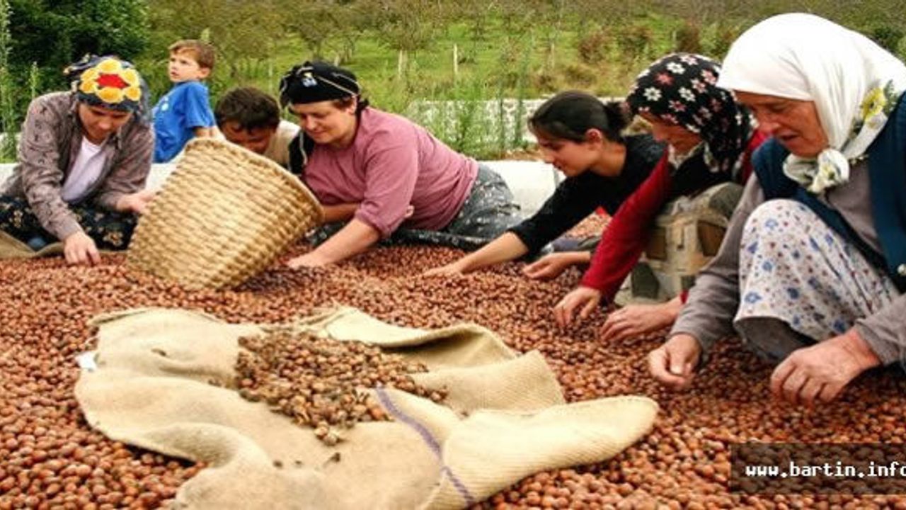 Kabuklu Fındık Satın Alım Merkezi Açıldı