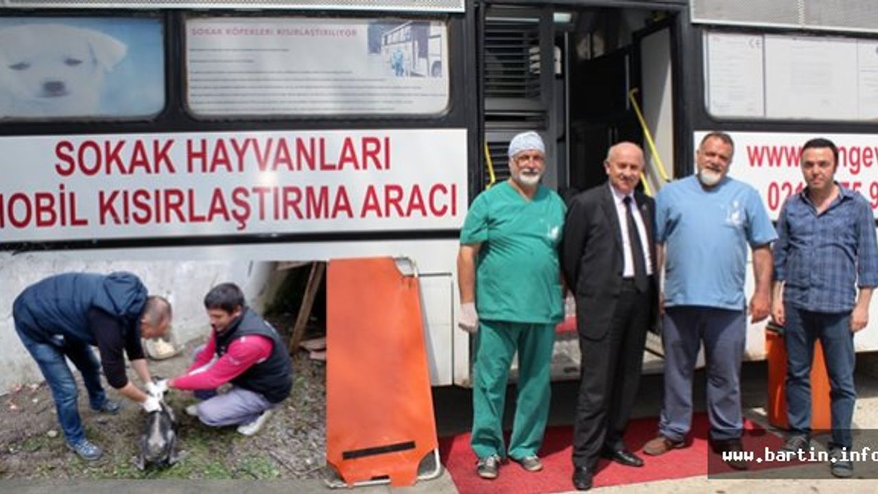 Kozcağız'da Sokak Köpeklerine Özel Bakım