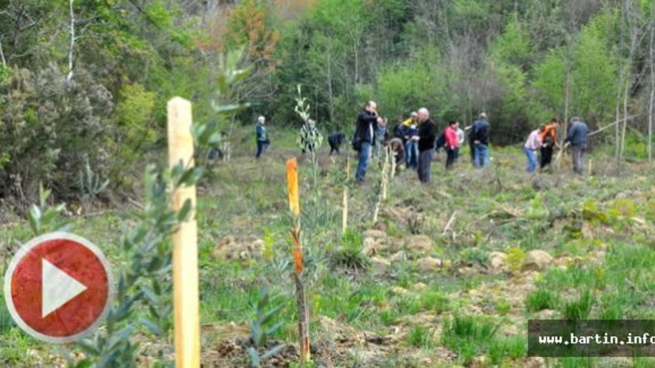 Termik santrale karşı zeytin fidanı diktiler