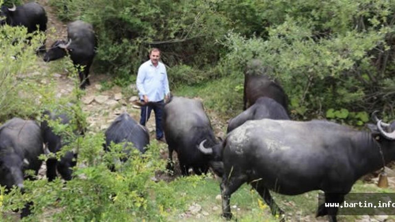 Manda Sayısını 3 Yılda 3'e Katladı