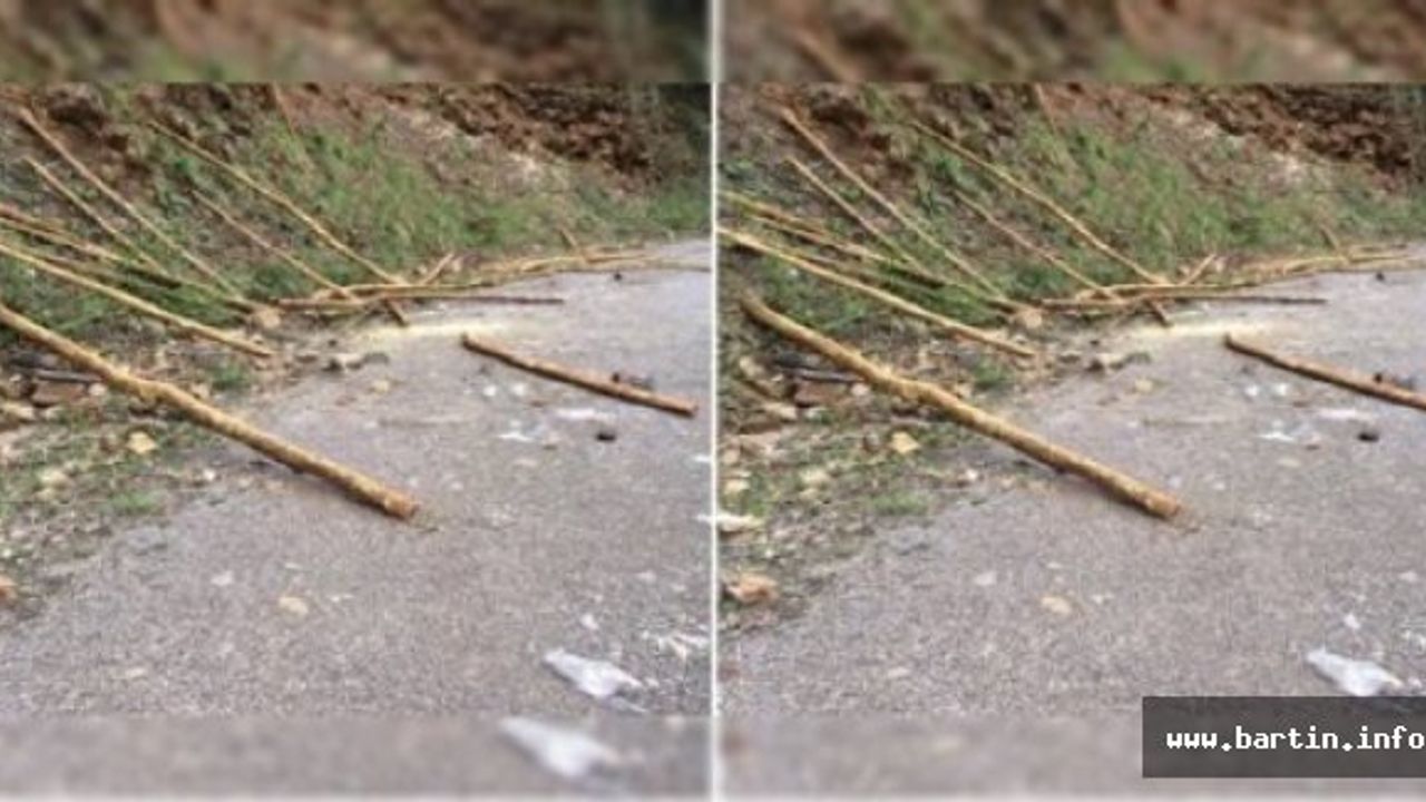40 Şimşir Ağacı Kesen 2 Kişi Gözaltına Alındı