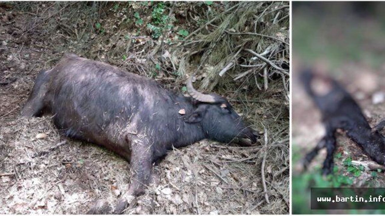 Kurtların Saldırdığı 10 Manda Telef Oldu