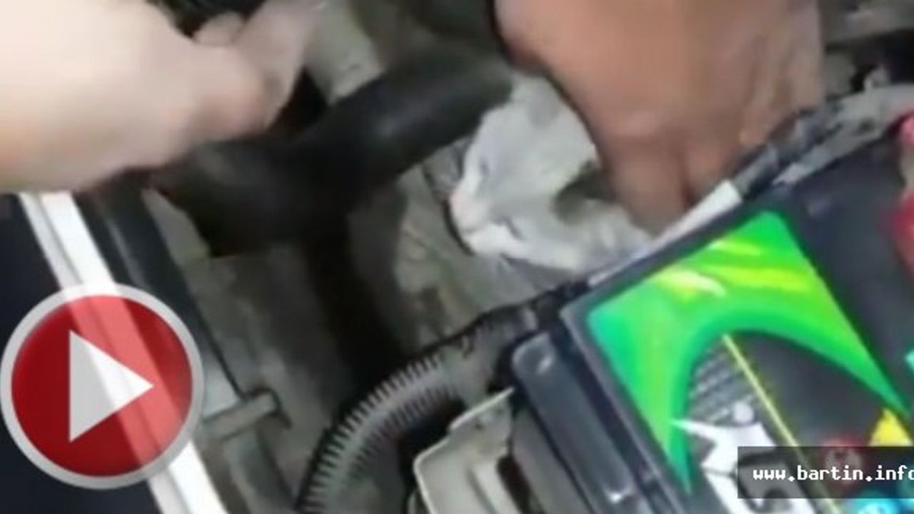 Üşüyen yavru kedi taksinin motoruna girdi