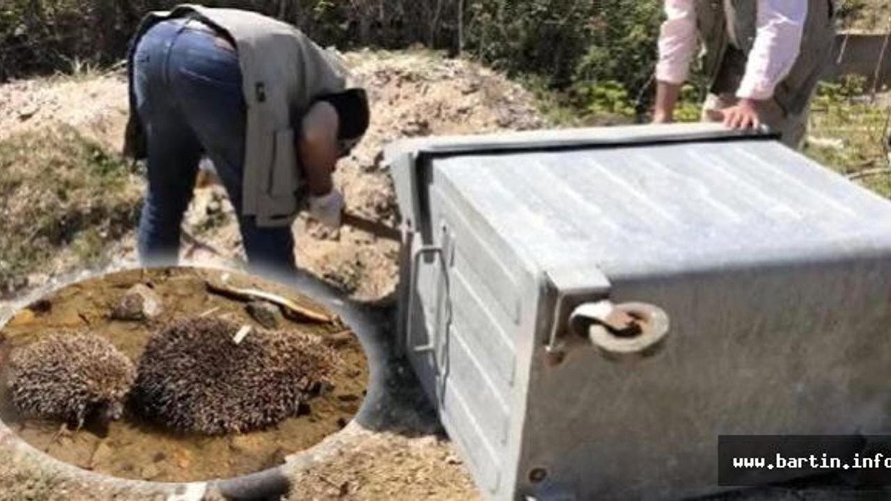 Anne kirpi ve yavruları ölüme terk edildi