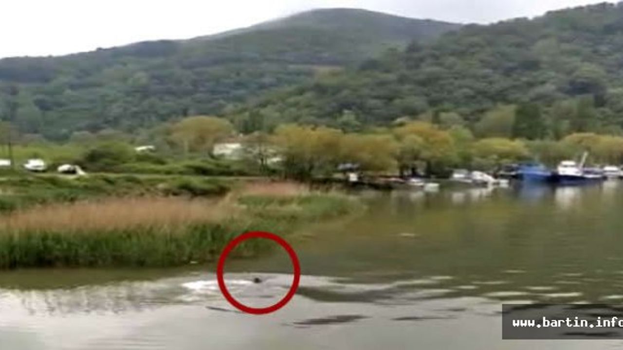 Balıkların peşine düşen yunus ırmağa girdi