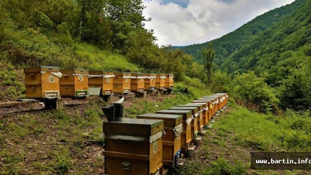 Bartın'da Bal Ormanı Tesisi Kurulacak