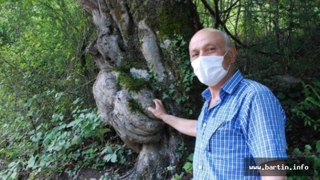 Ağaçtaki El Figürü İlgi Çekiyor