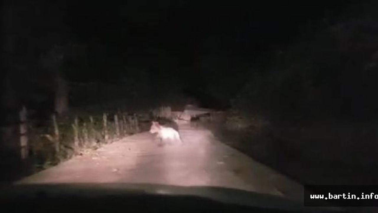 Aç Kalan Yavru Ayılar Köye İndi