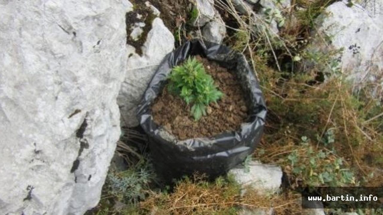 Bartın'da 4 Zehir Taciri Tutuklandı