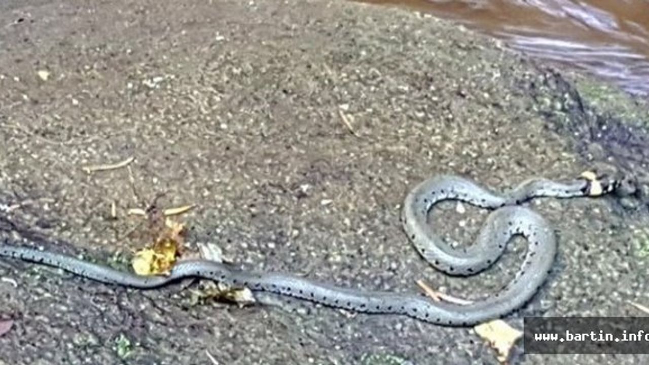 Milli Park'ta Küpeli Su Yılanı
