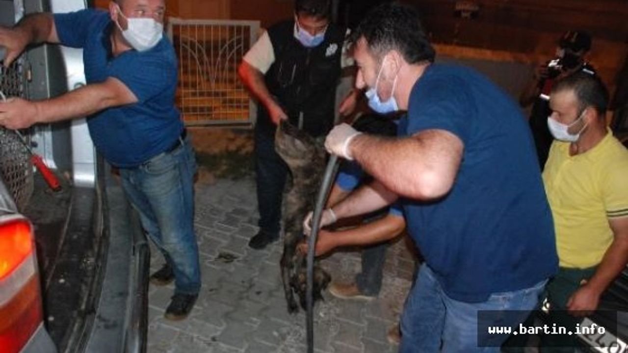 Köpekleri Ölüme Terk Eden Kurum Tespit Edildi