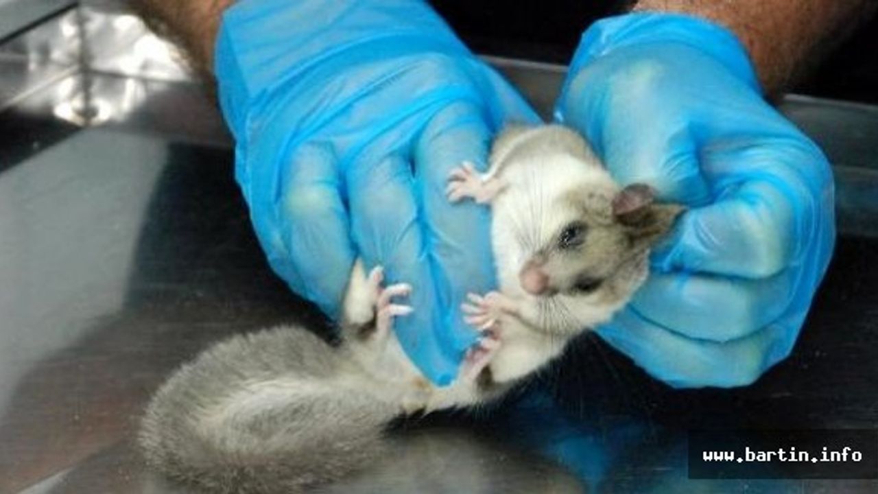 Bartın'da İlk Defa Görülen İlginç Hayvan