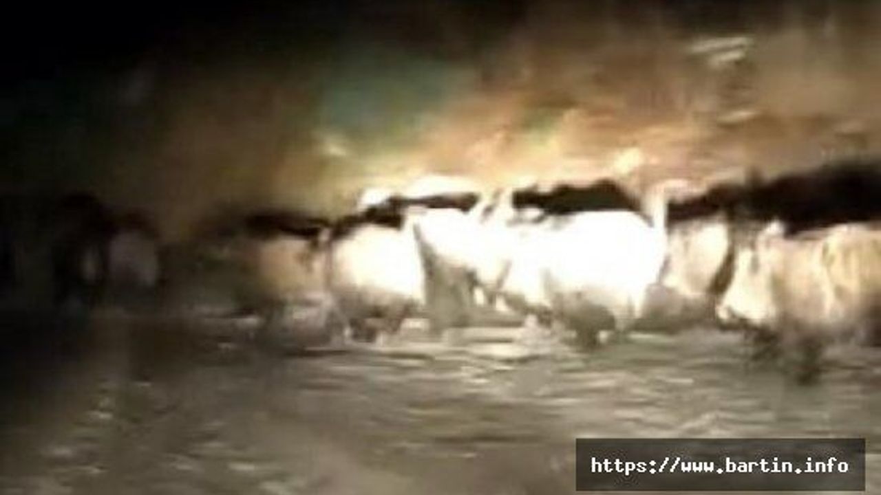 Aç Kalan Domuz Sürüsü Köye İndi