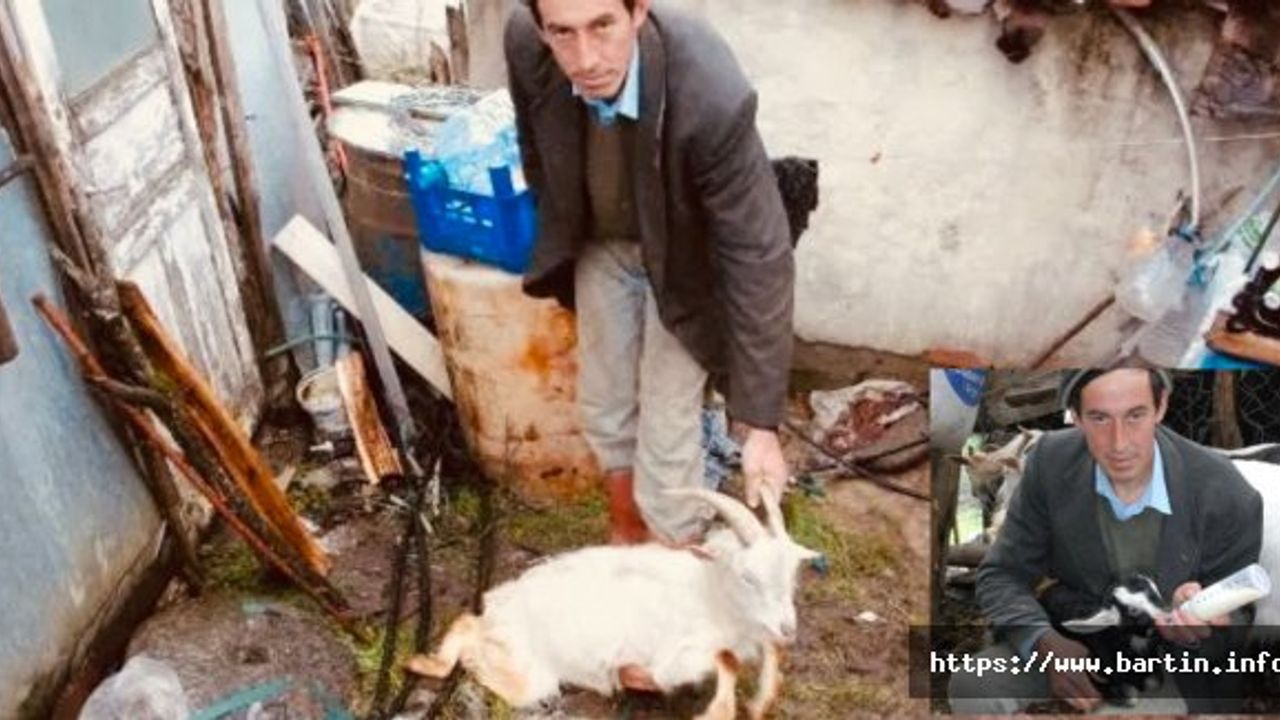 Annesiz Kalan Kuzuları Biberonla Besliyor