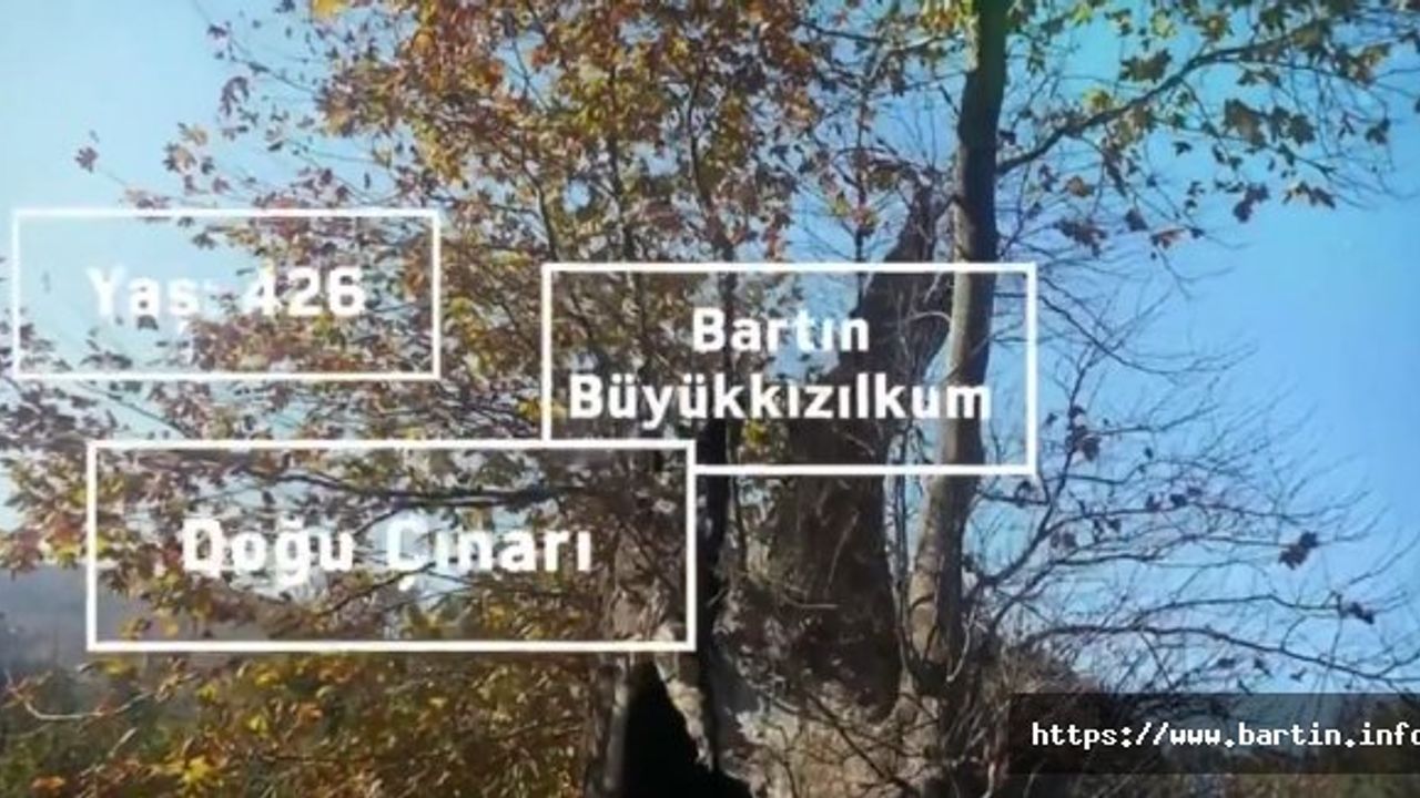 426 Yaşındaki Ağaç Koruma Altında