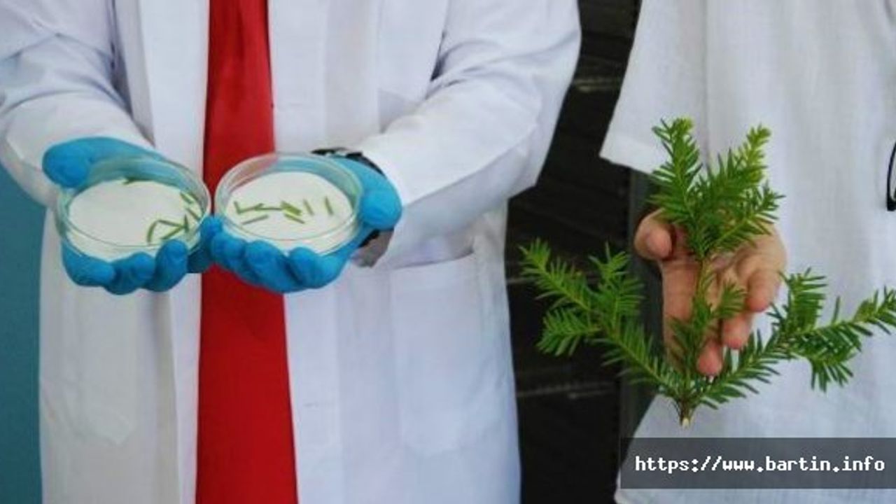 Bartın'da Kanser Hücrelerini Yok Eden Madde Keşfedildi