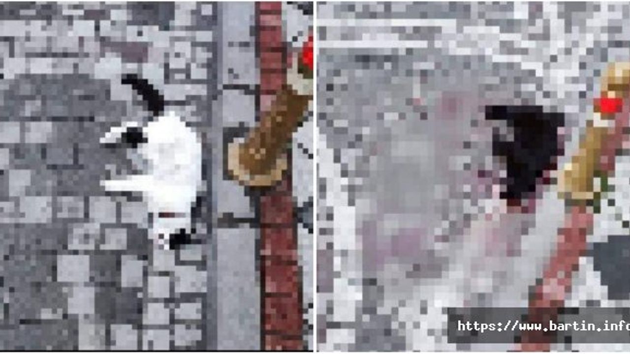2 Kediyi Öldüren Sürücüye 3 Bin TL Ceza