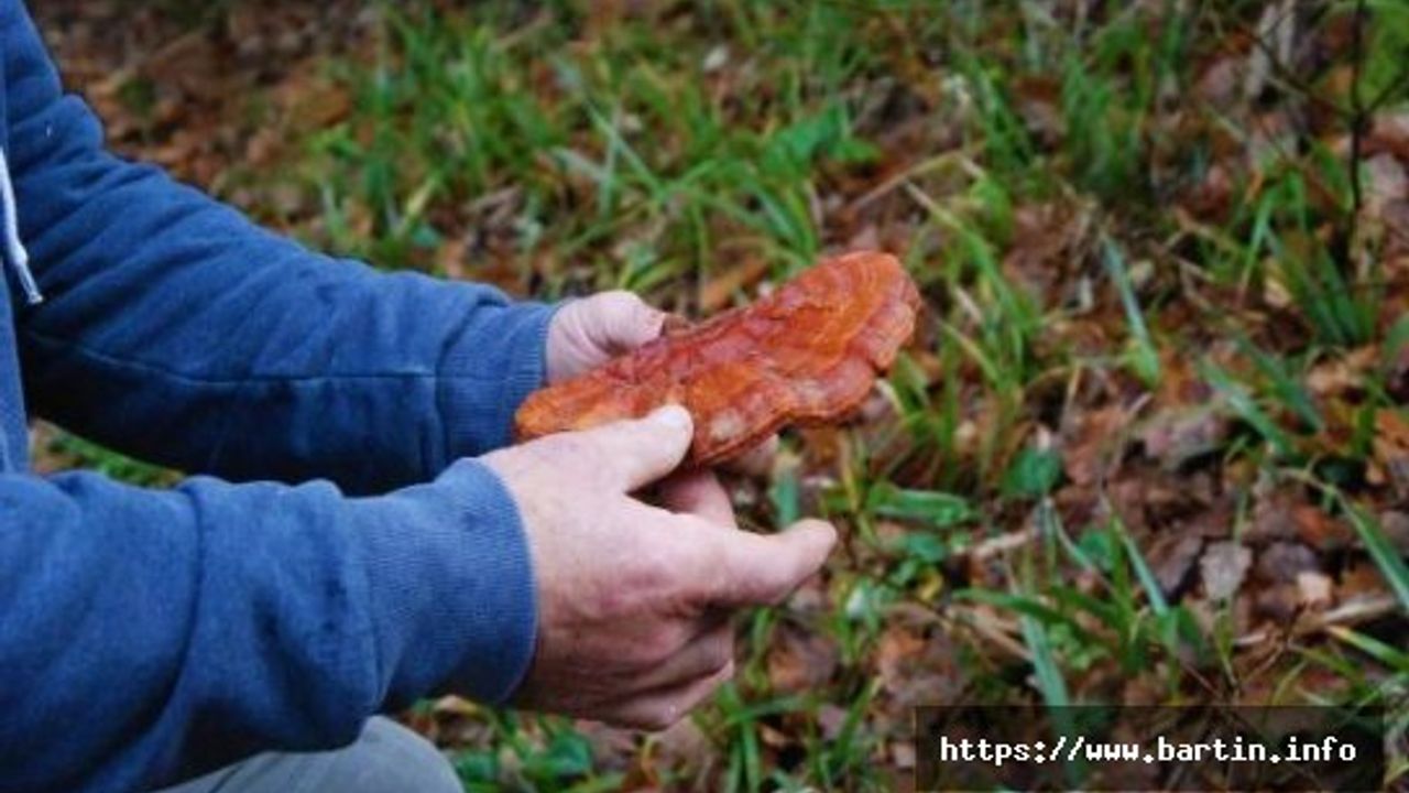 Kilosu 2 Bin Liradan Satılan Reishi Mantarı Buldu