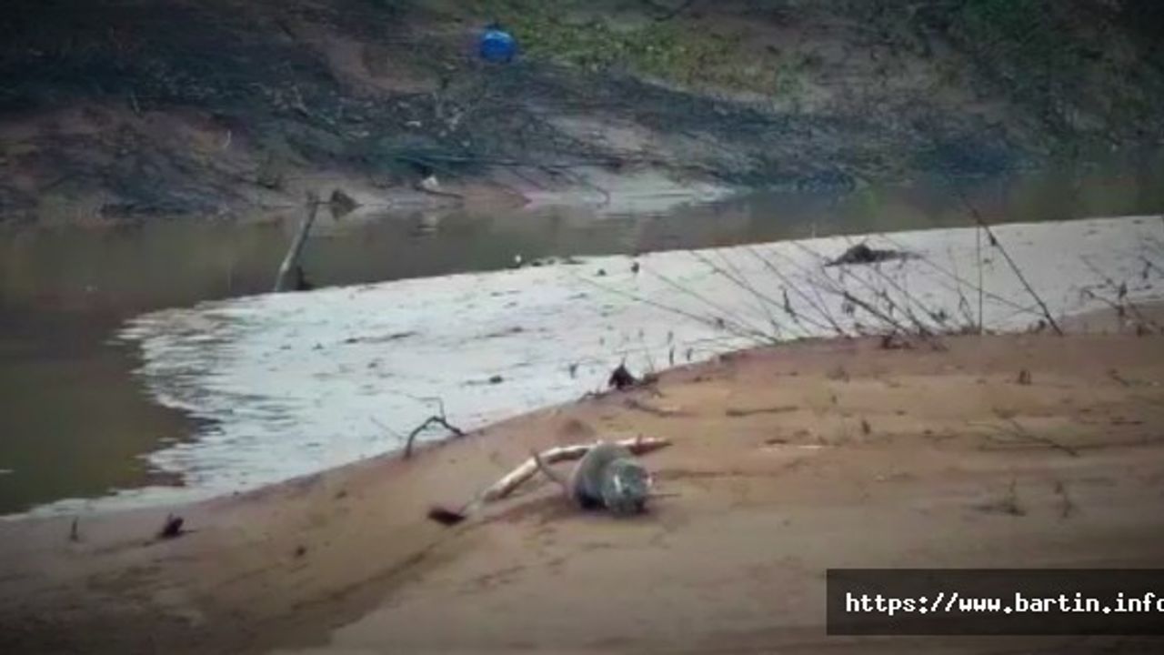 Nesli tükenmekte olan canlı kameraya yakalandı