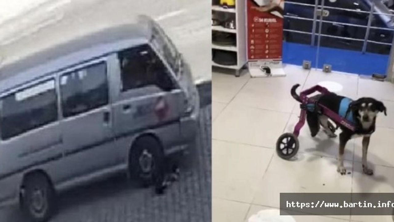 Engelli Köpeğin Üzerinden Araçla Geçti, Cezadan Kurtulamadı