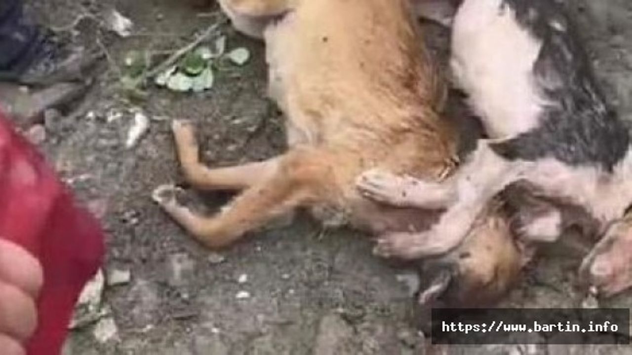 Köpek Barınağını Sel Bastı, 56 Can Gitti