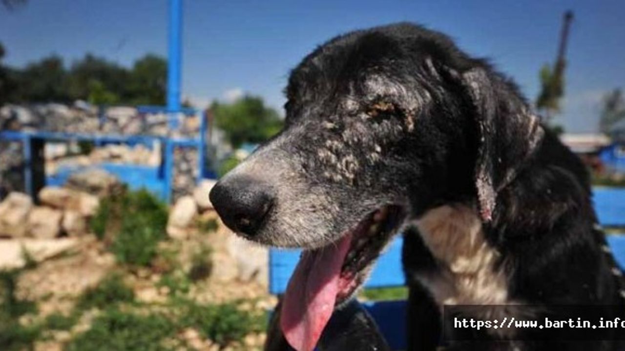 Selden Kurtarılan 30 Köpek Tedavi Ediliyor