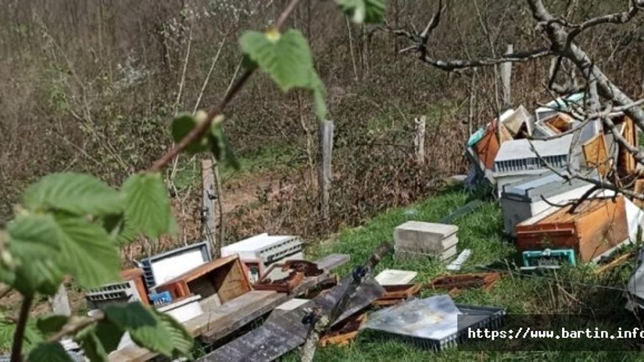 Ayılar Kovanları Parçaladı: 5 Bin Arı Öldü