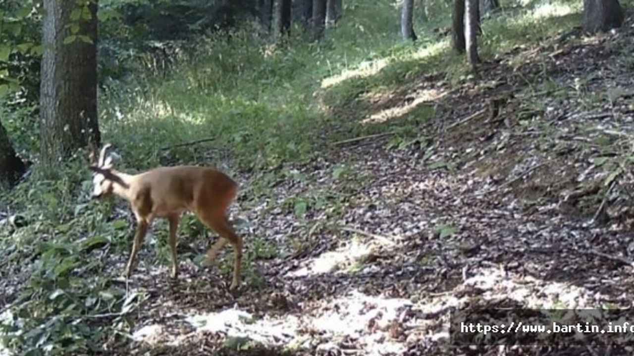 Gezen, Ardıç ve Katırovası Yaylası Fotokapanla İzleniyor