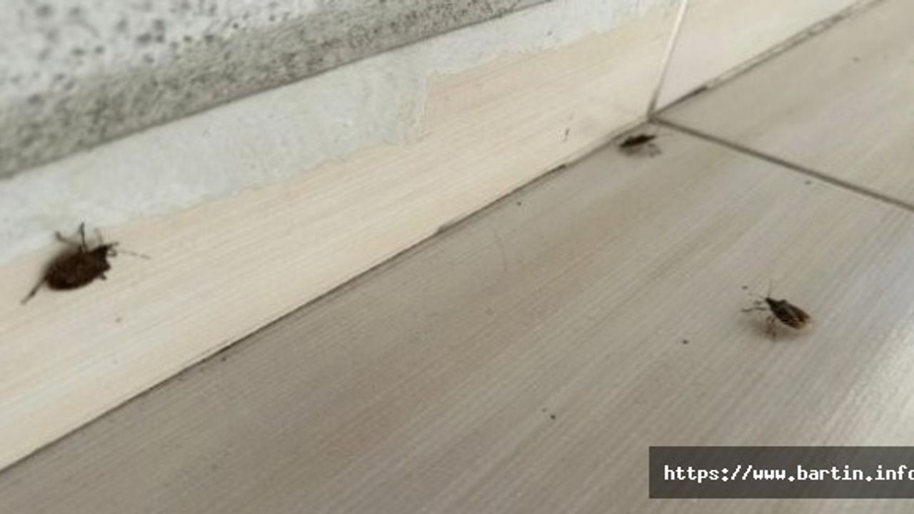 Kahverengi Kokarcalar Bartın'ı İstila Etti