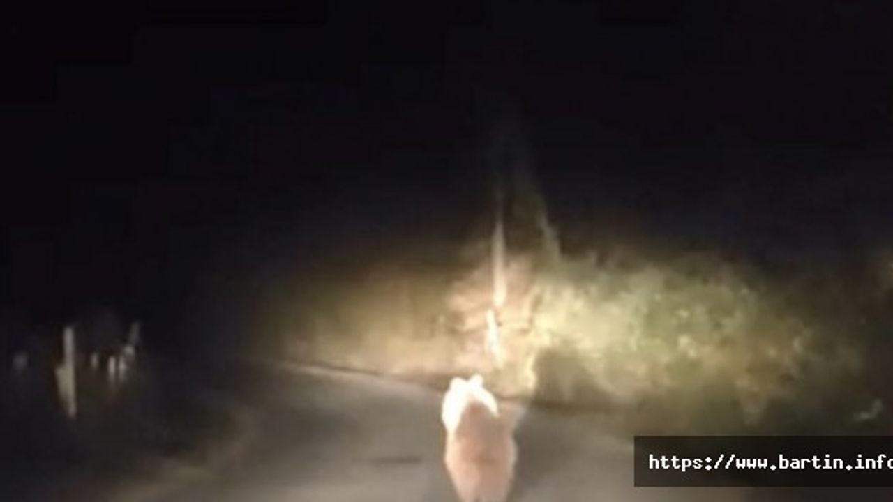 Köy yolunda otomobilin önüne ayı çıktı