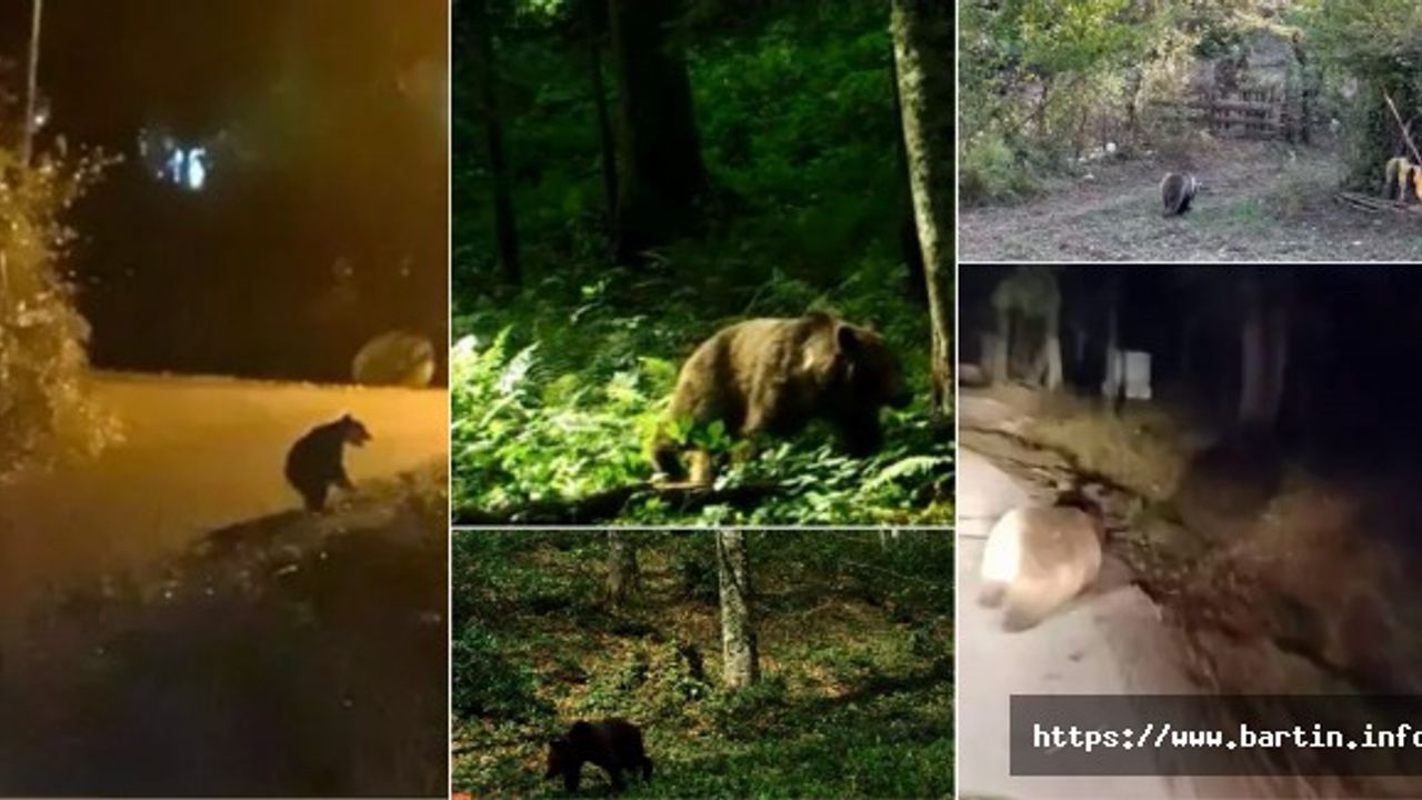 Bozayı Tehlikesi Büyüyor; Uzak Durun!