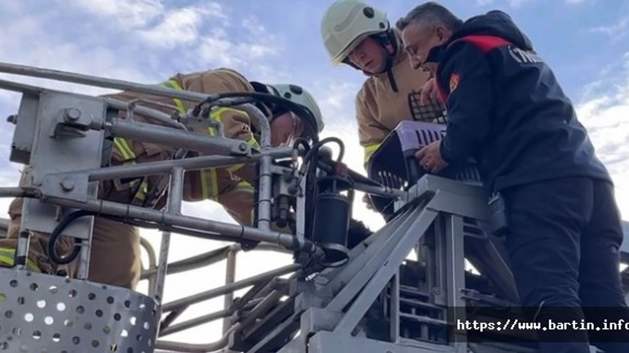 Ağaçta mahsur kalan karga içi seferber oldular