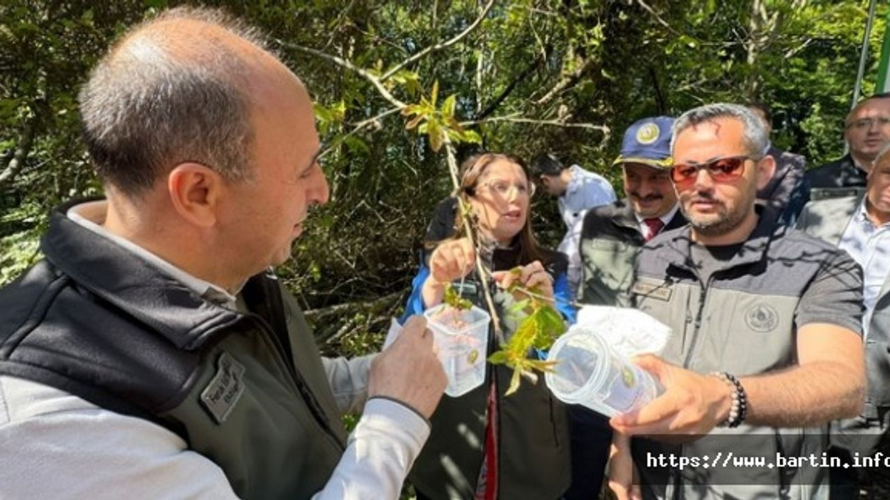 Katil Arıya Karşı Terminatör Böcek