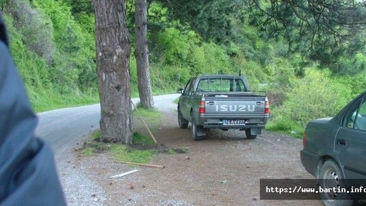 Asker Suyundaki 2 Asırlık Çam Kesilmekten Kurtuldu