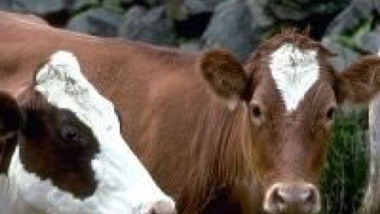 Aşı Askı listeleri