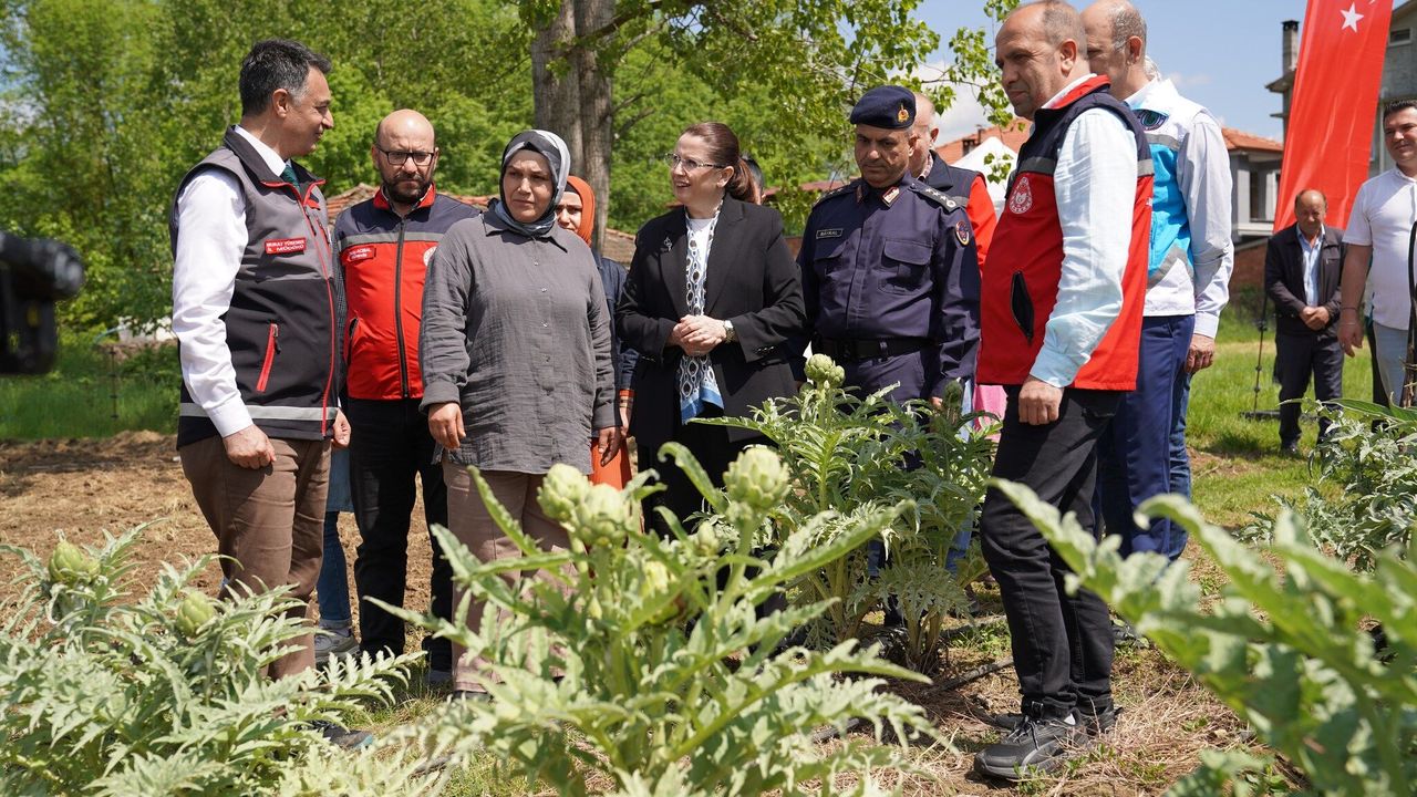 Bartın’da İlk Kuşkonmaz Hasadı Yapıldı, Enginar Yolda