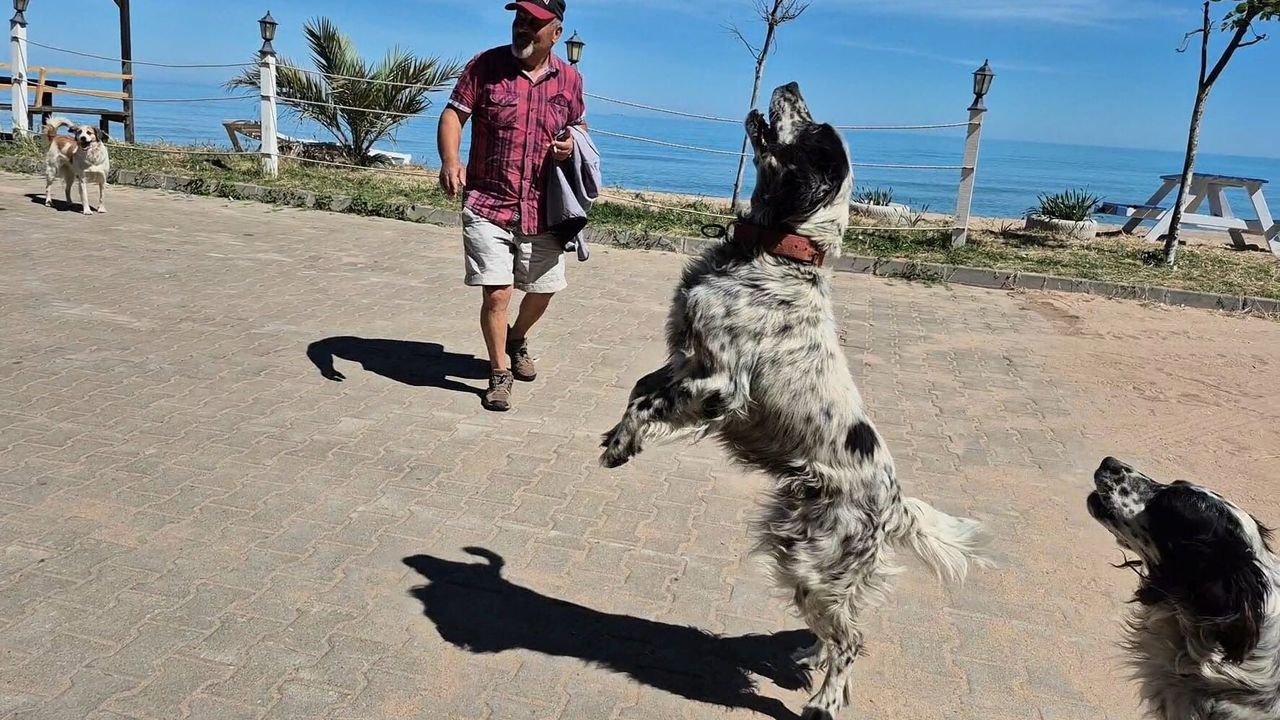 Bartın’da Dronların Korkulu Rüyası Köpekler