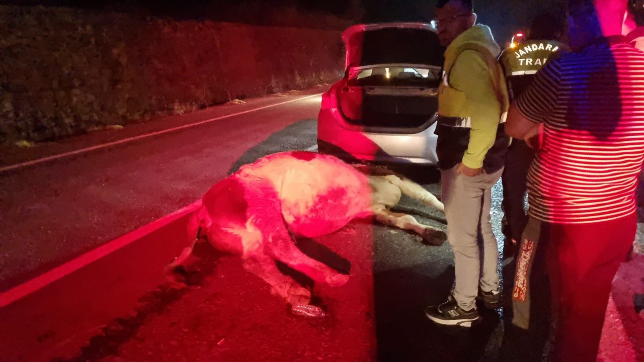 Otomobilin Çarptığı Hayvan Telef Oldu, Sürücü Yaralandı